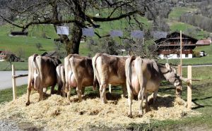 ZF Vasir VERONA Halter Heinz Giswil A77